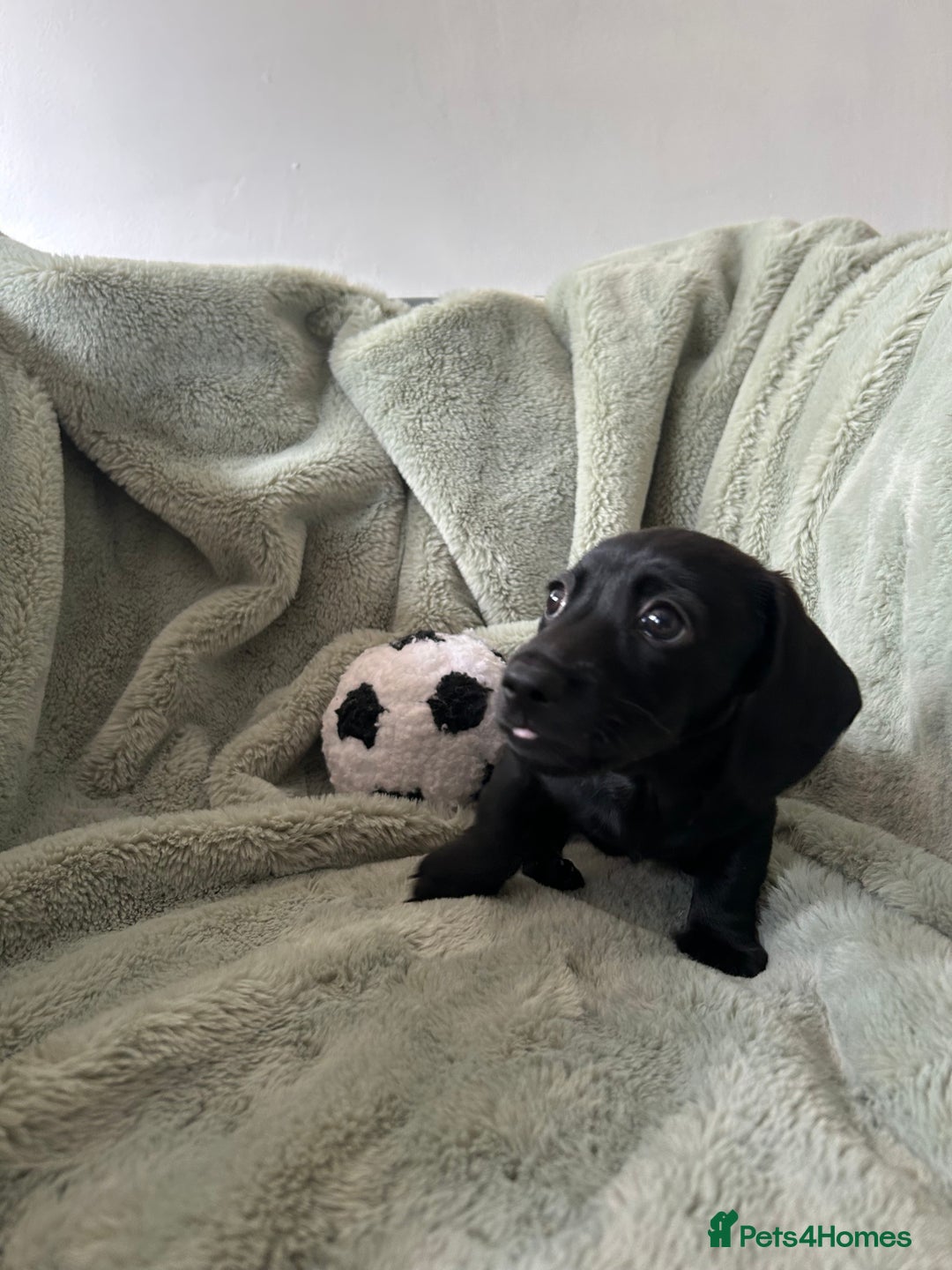 Miniature Dachshund dogs for sale: 3X Male Miniature Dachshunds- READY TO GO - Image 6