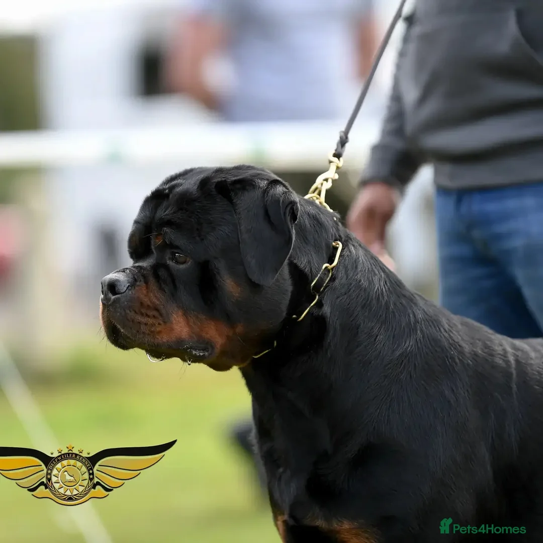 Rottweiler dogs for stud: Rottweiler import Stud (BIG DADDY BRUNO) in Liverpool - Advert 12
