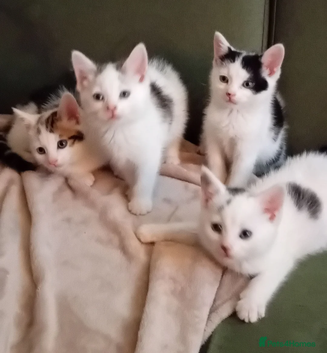 Mixed Breed cats for sale: Cute mixed kittens - Advert 1