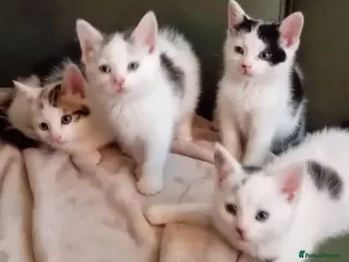 Mixed Breed cats Cute mixed kittens - Advert 1
