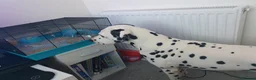Dalmatian dogs for sale: Dalmation and mix bread  - Advert 24
