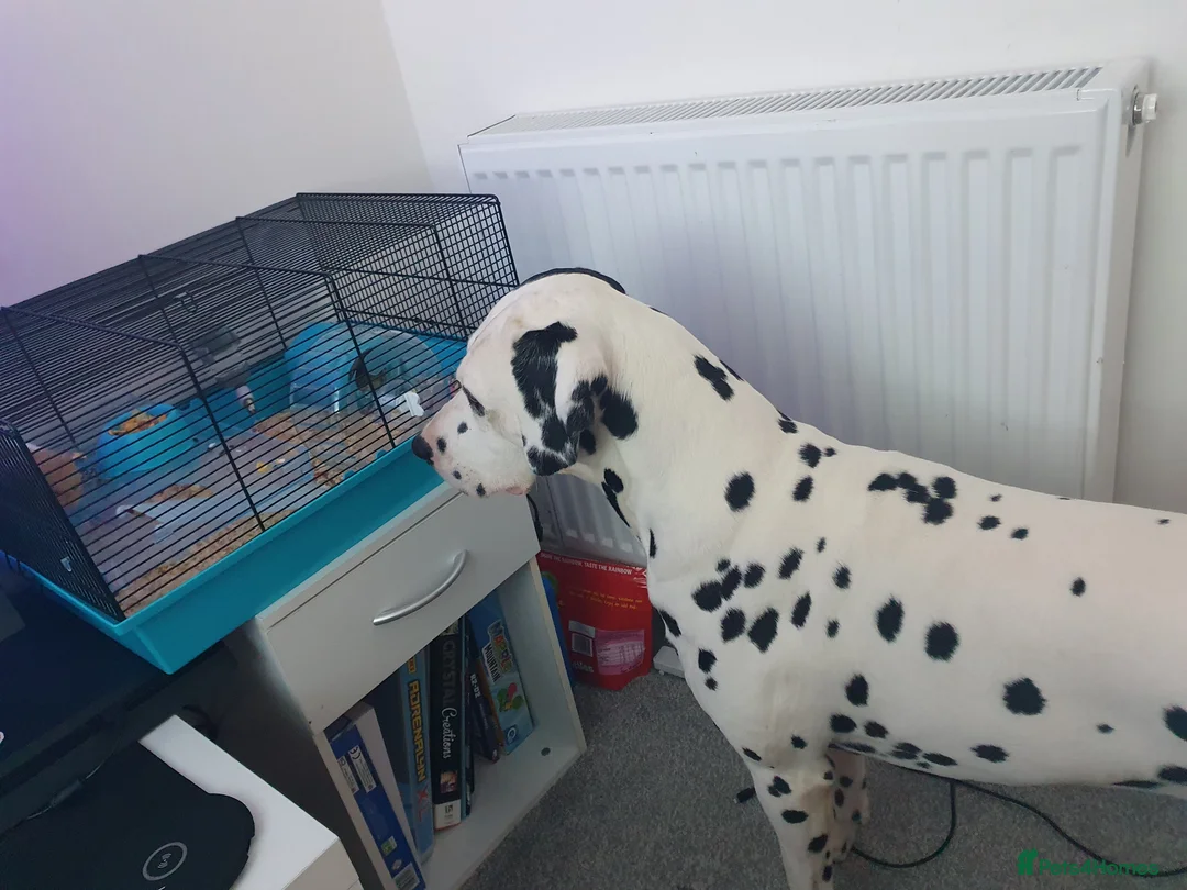 Dalmatian dogs for sale: Dalmation and mix bread  - Advert 24