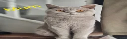 British Shorthair cats for sale: British short hair kittens  - Advert 8