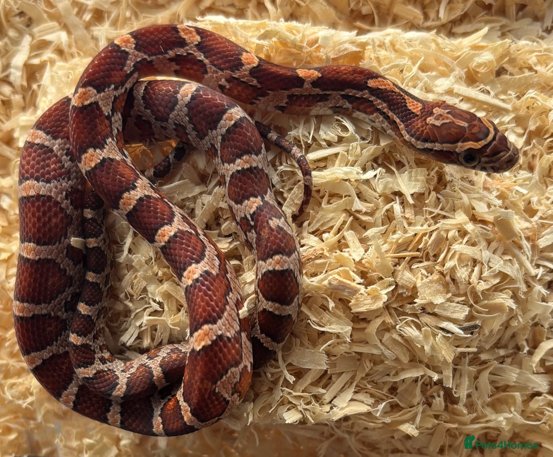 Corn Snake reptiles for sale: Corn snake hatchlings for sale - Image 3