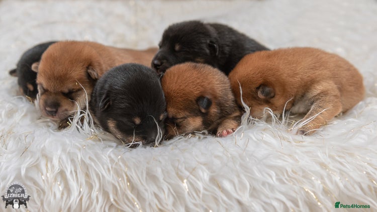 Japanese Shiba Inu dogs - Advert 2