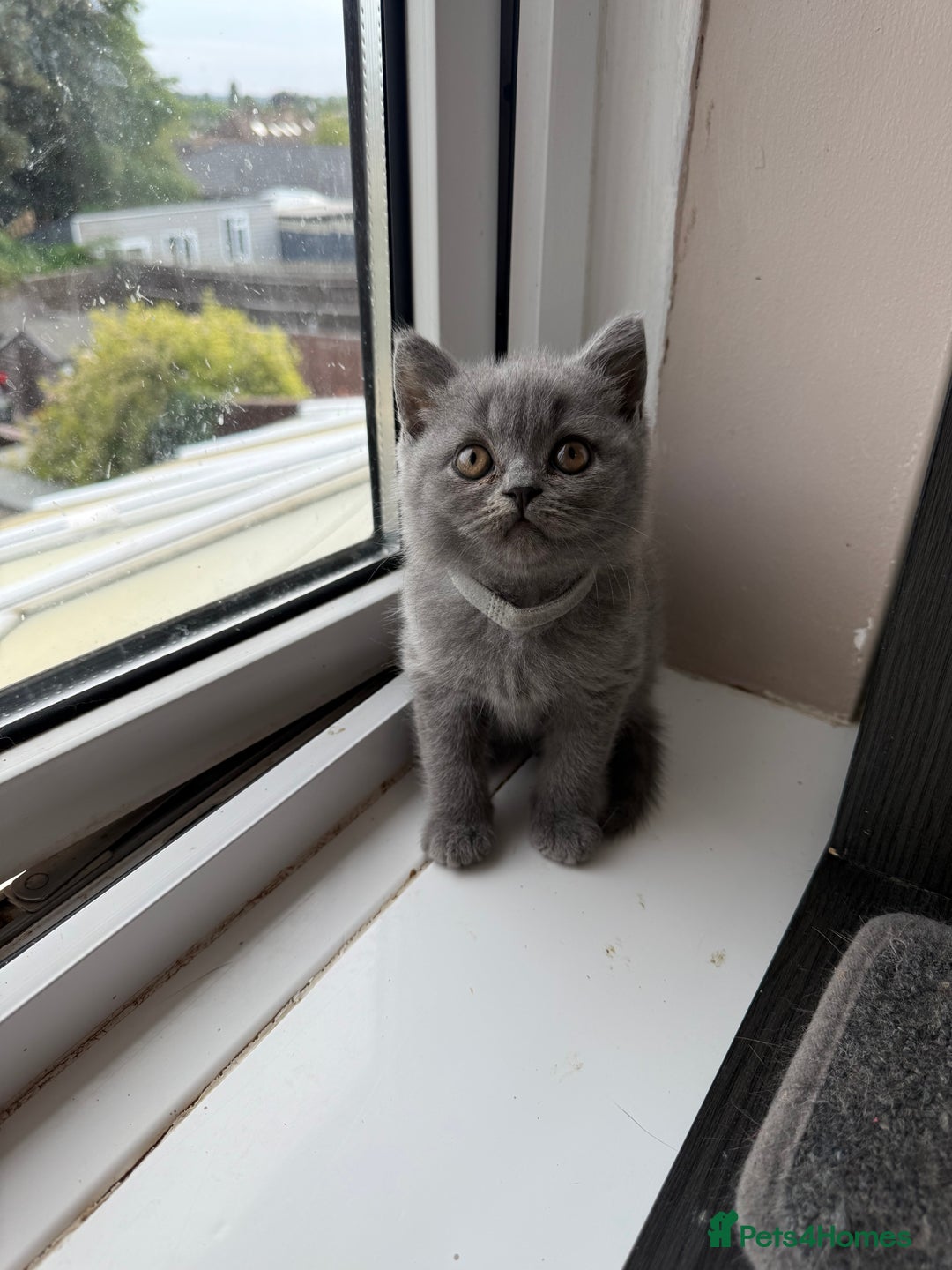 British Shorthair cats for sale: Pedigree BSH Last Female kitten ready to go!! - Image 5
