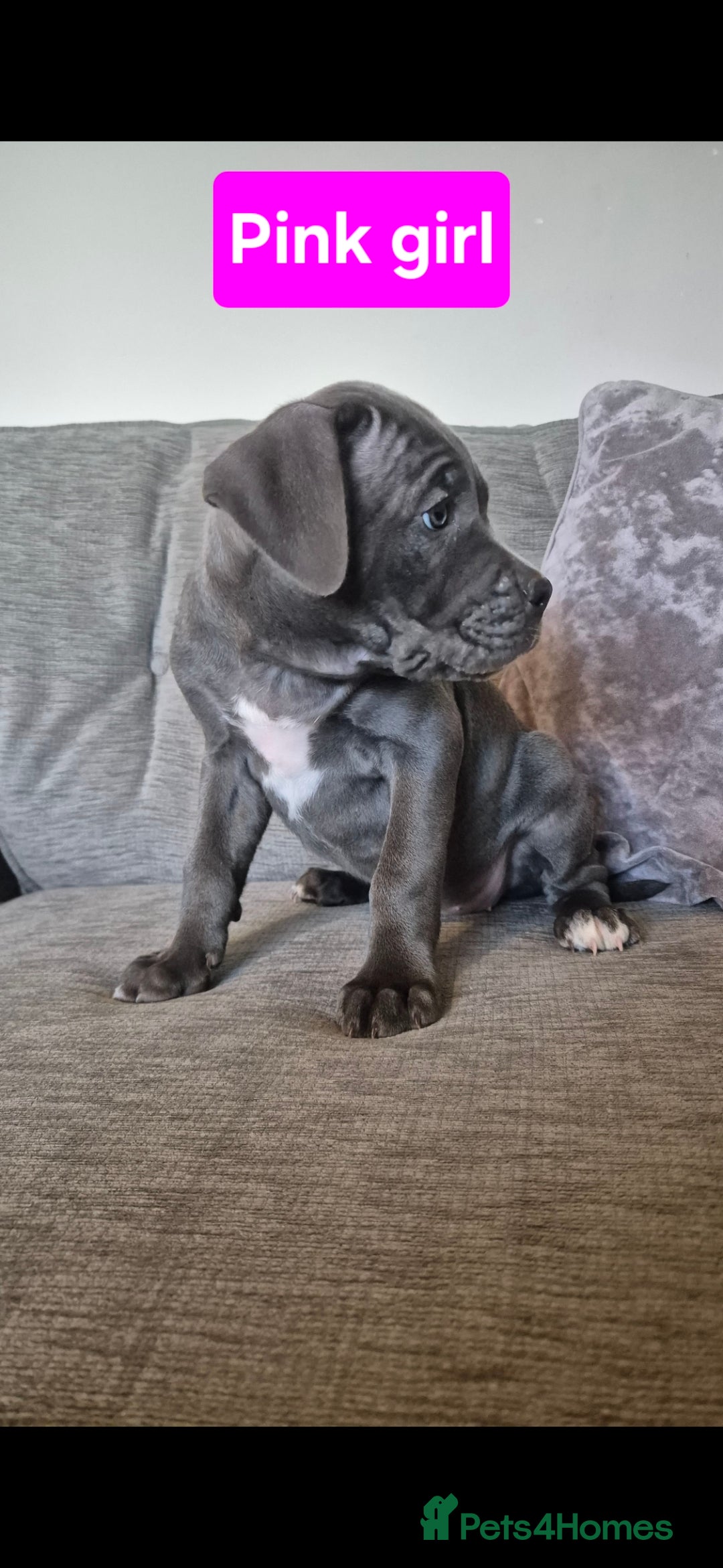 Cane Corso dogs for sale: Ready for new homes, cane corsos.  - Advert 11