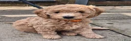 Labradoodle dogs for sale: Multi generation miniature Labradoodle - Advert 4