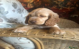 Cocker Spaniel dogs for sale: 4 stunning cocker spaniel puppies  - Image 28