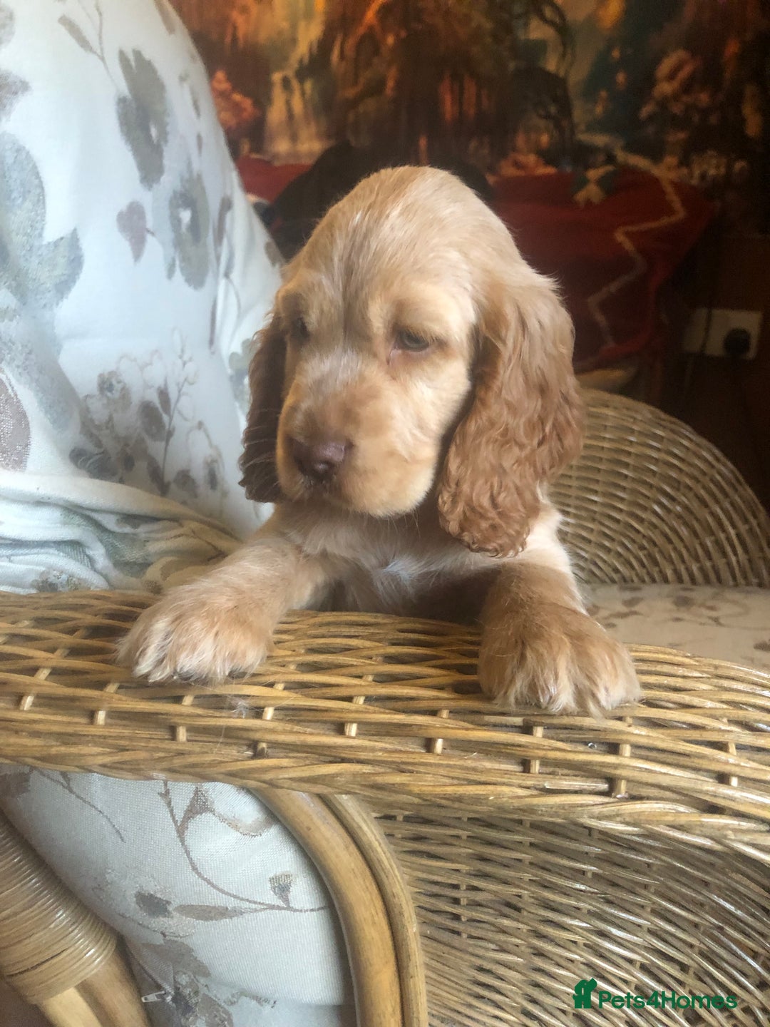 Cocker Spaniel dogs for sale: 4 stunning cocker spaniel puppies  - Image 28