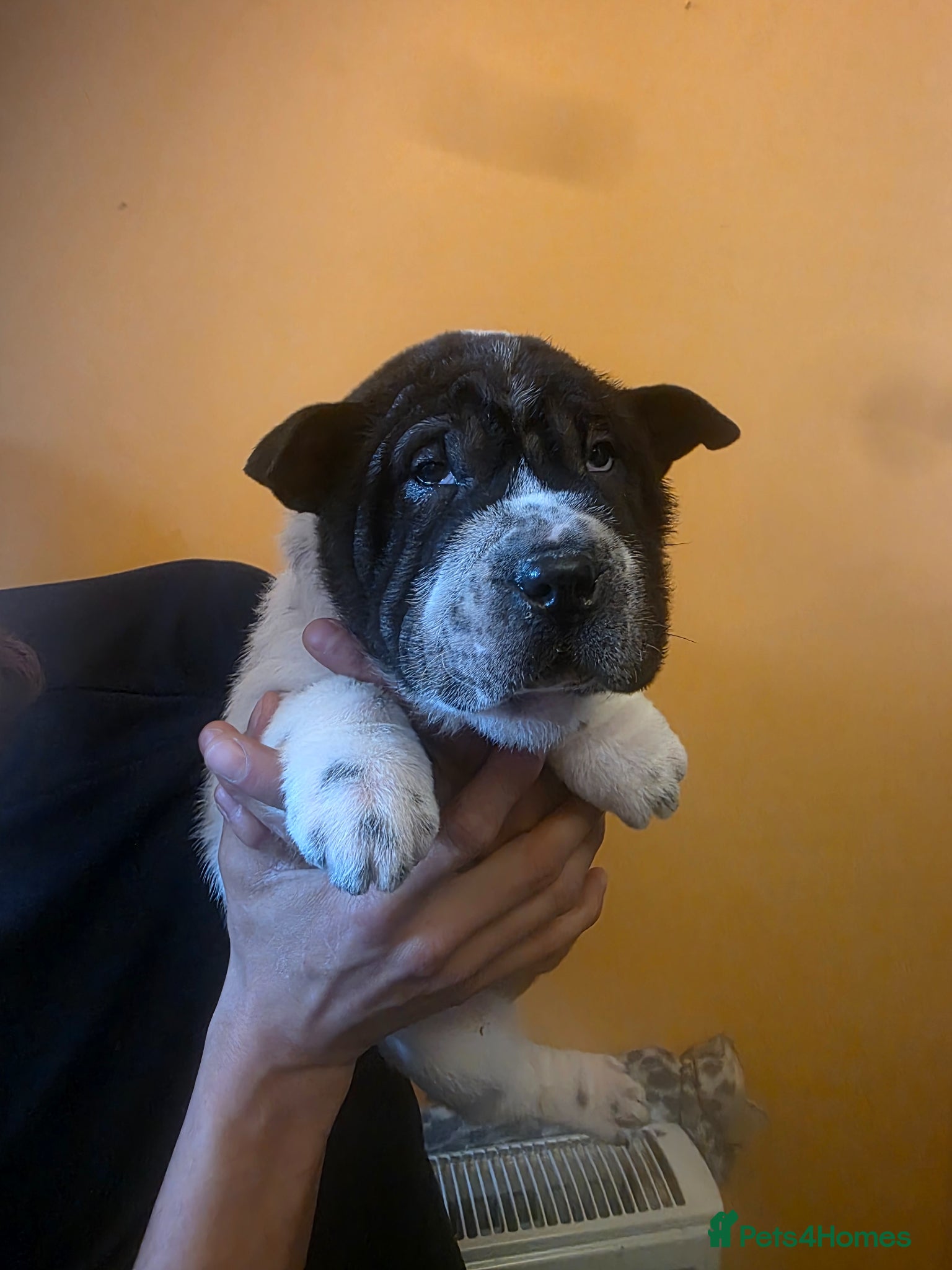 Shar Pei dogs 1 Shar-pei Puppy available!! - Advert 1