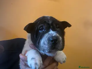 Shar Pei dogs 1 Shar-pei Puppy available!! - Advert 1