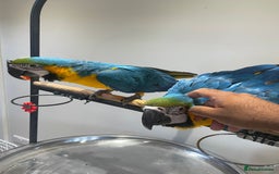 Macaws birds for sale: Ready Baby HandReared Super Tame Blue & Gold Macaw - Image 11