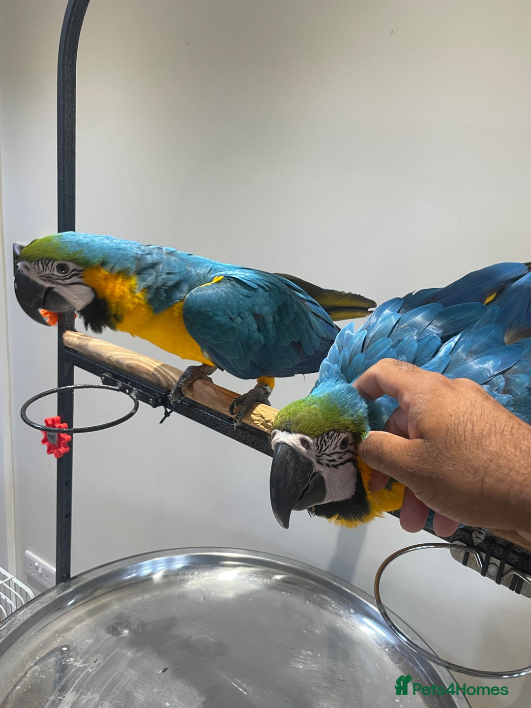 Macaws birds for sale: Ready Baby HandReared Super Tame Blue & Gold Macaw - Image 11