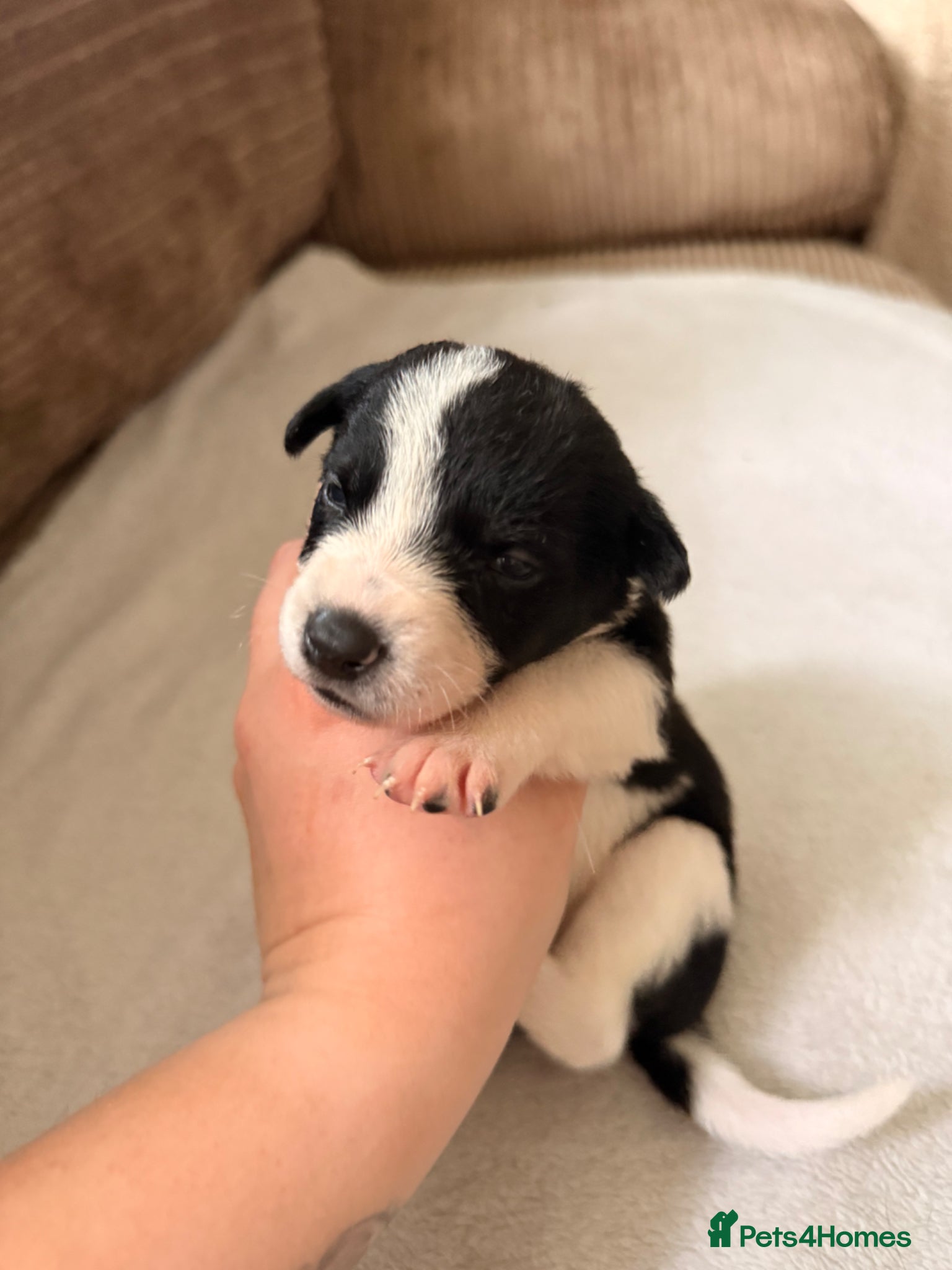 Mixed Breed dogs 🐾✨Stunning Border Collie x Blue Heeler Puppies✨🐾 - Advert 9