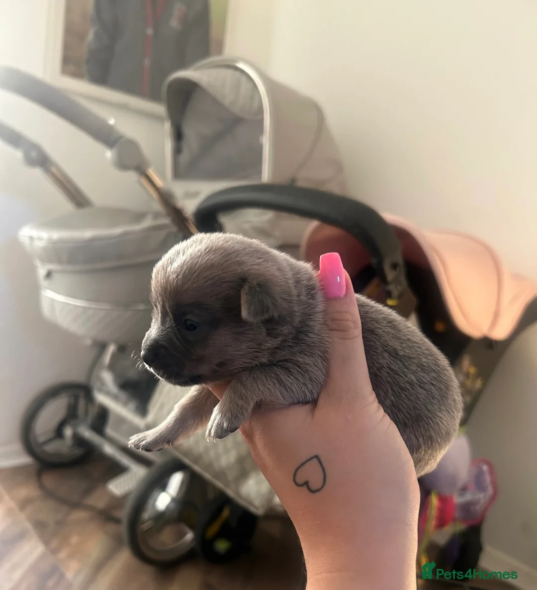 Pomchi dogs for sale: POMCHIS - Advert 13