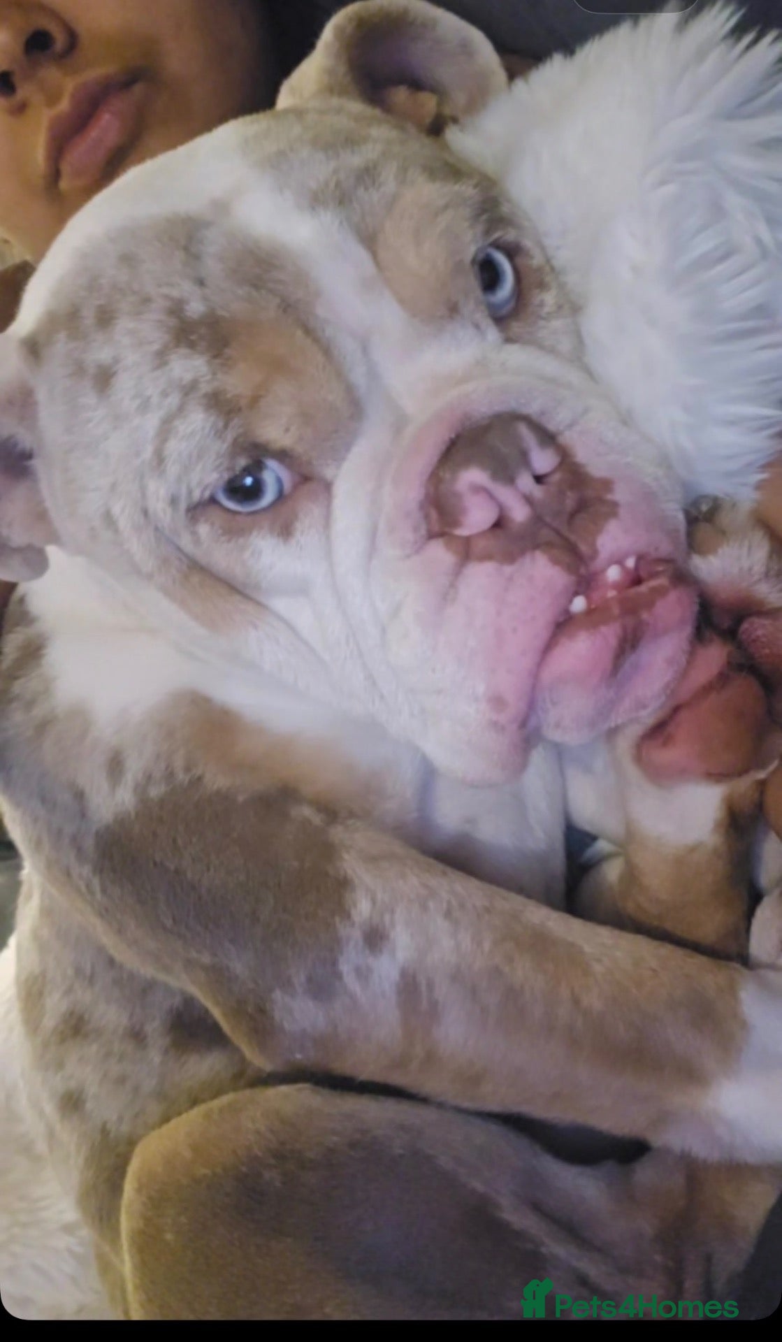 English Bulldog dogs English bull dog female  - Advert 1