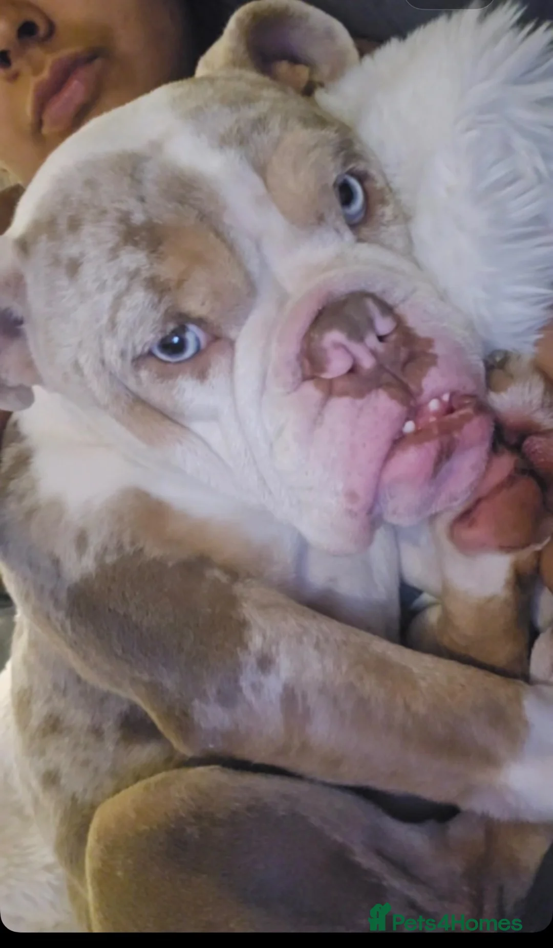 English Bulldog dogs for sale: English bull dog female  in Wolverhampton - Advert 1