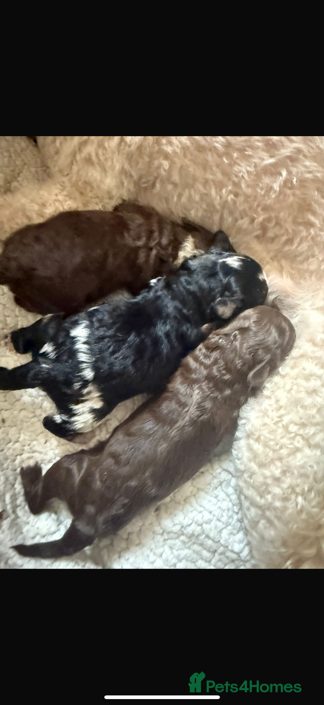Miniature Poodle dogs for sale: 3 beautiful miniature poodles  - Image 11