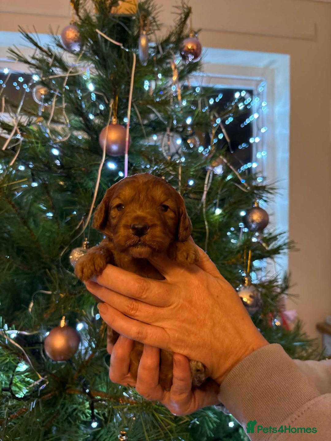 Cockapoo dogs for sale: Perfect Cockerpoo puppies  - Advert 8