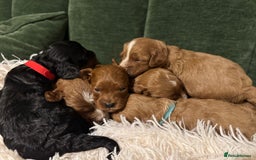 Cavapoo dogs for sale: Cavapoo puppies fully health tested parents - Image 24