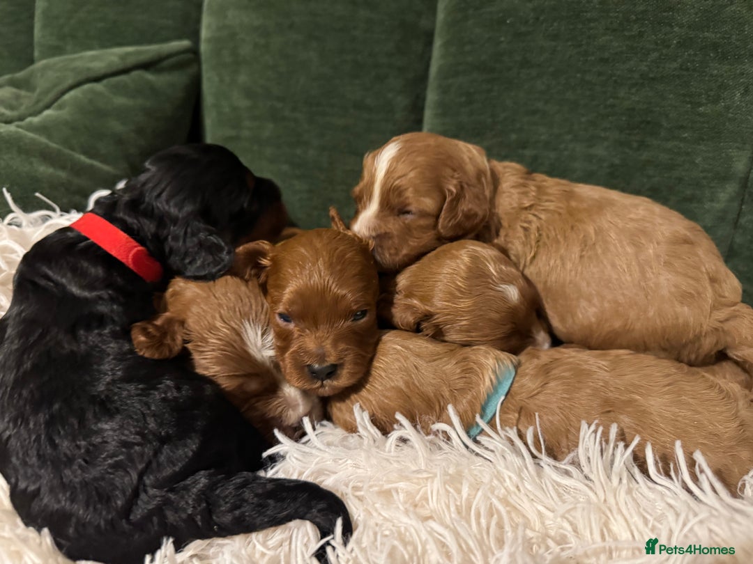 Cavapoo dogs for sale: Cavapoo puppies fully health tested parents - Image 24