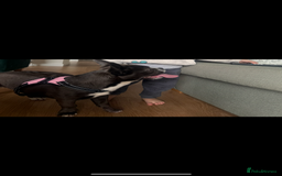 Mixed Breed dogs for sale: Mixed bread  - Advert 3