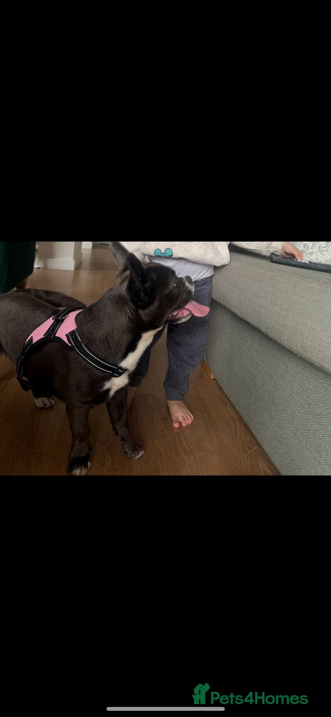 Mixed Breed dogs for sale: Mixed bread  - Advert 3