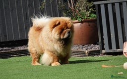 Chow Chow dogs for sale: 🧸🧸Beautiful litter of chow chow puppies🧸🧸 - Image 20