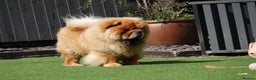 Chow Chow dogs for sale: 🧸🧸Beautiful litter of chow chow puppies🧸🧸 - Advert 16