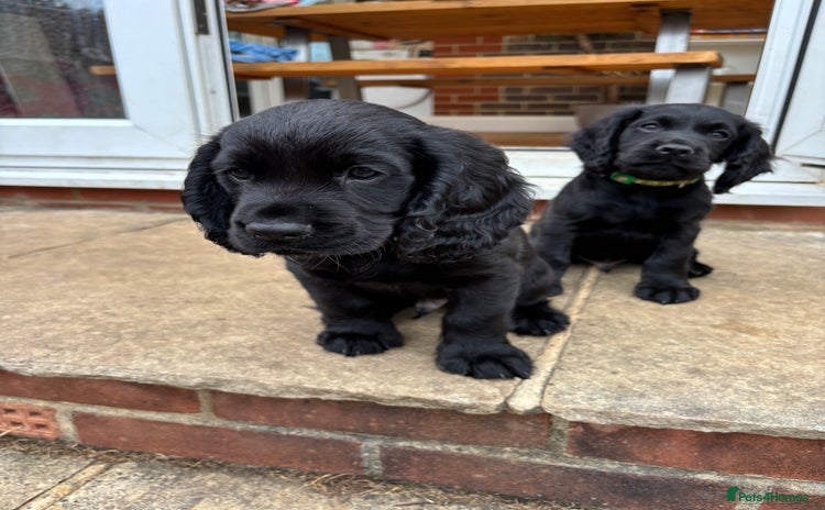 Cocker Spaniel dogs - Advert 13