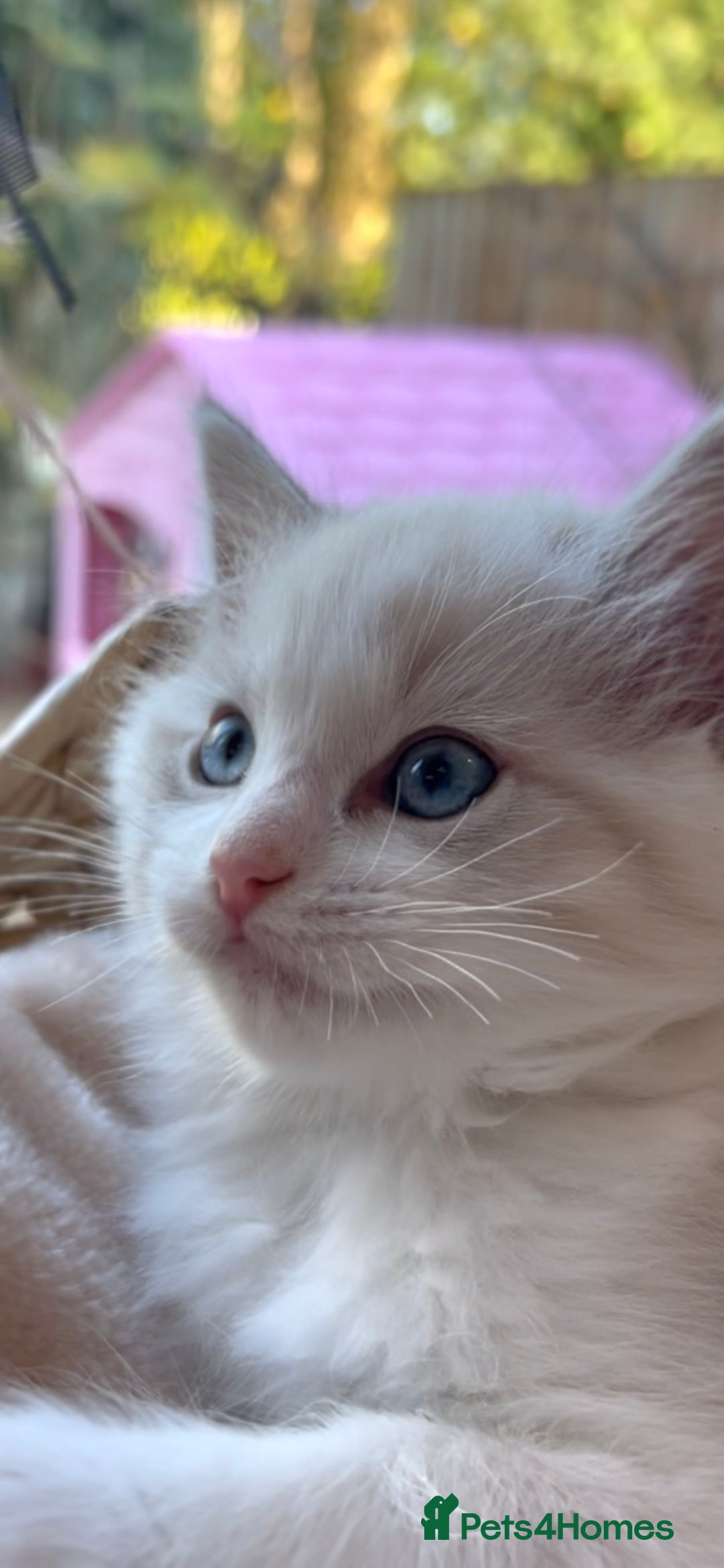 Ragdoll cats for sale: GCCF Registered. Grand Champion Bloodlines. - Advert 13