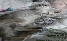Maine Coon cats for sale: MAINE COON TICA REGISTERED KITTENS READY NOW  - Image 24