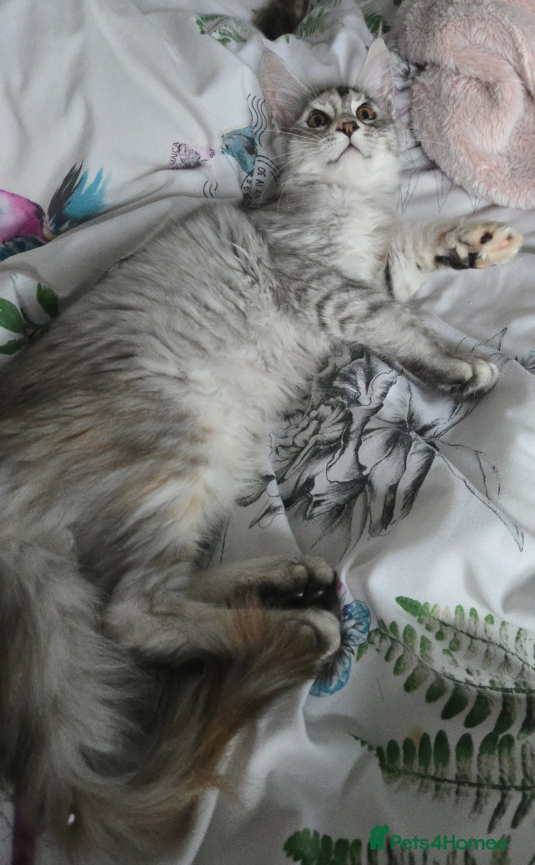 Maine Coon cats for sale: MAINE COON TICA REGISTERED KITTENS READY NOW  - Image 24