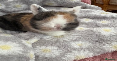 Mini Lop rabbits Raised indoors mini lop and lion lops/vaccinated   - Advert 11