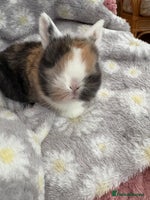 Mini Lop rabbits Raised indoors mini lop and lion lops/vaccinated - Advert 11