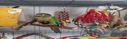 Conures birds for sale: Loving 5-Month old Green Cheek Conure (Pippin) - Advert 14