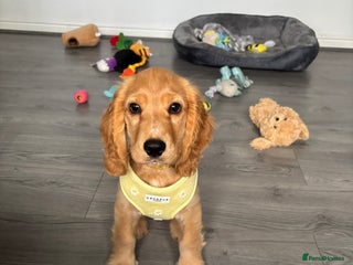 Cocker Spaniel dogs for sale - Advert 1