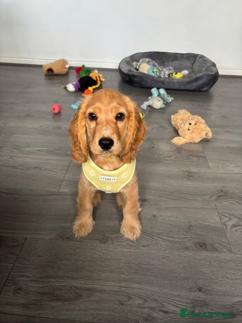 Cocker Spaniel dogs - Advert 1