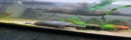 Turtle reptiles for sale: Common musk turtle with tank  in Burton-on-Trent - Advert 2