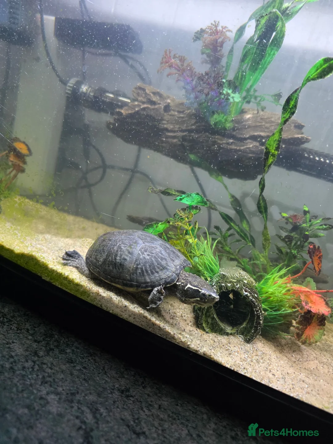 Turtle reptiles for sale: Common musk turtle with tank  in Burton-on-Trent - Advert 2
