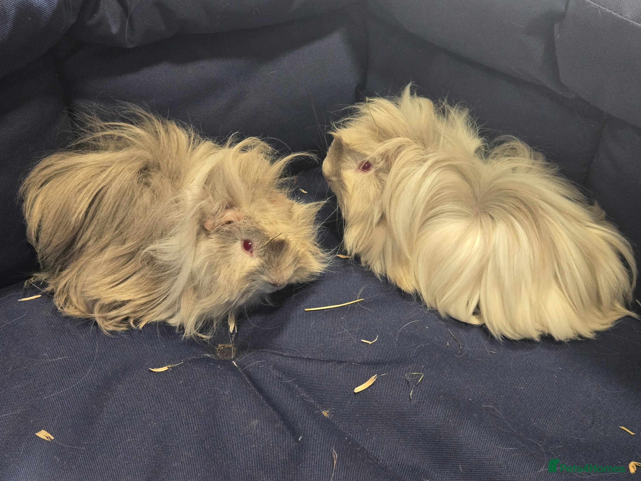 Guinea Pig rodents 2 Bonded Male Long Haired Guinea Pigs - Advert 1