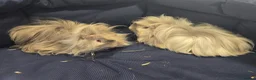 Guinea Pig rodents for sale: 2 Bonded Male Long Haired Guinea Pigsa - Advert 1
