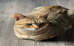 Savannah cats for sale: Glorious Savannah Babies - 1 Boy left - Image 27