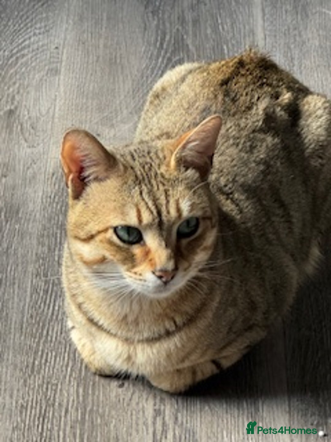 Savannah cats for sale: Glorious Savannah Babies - 1 Boy left - Image 27