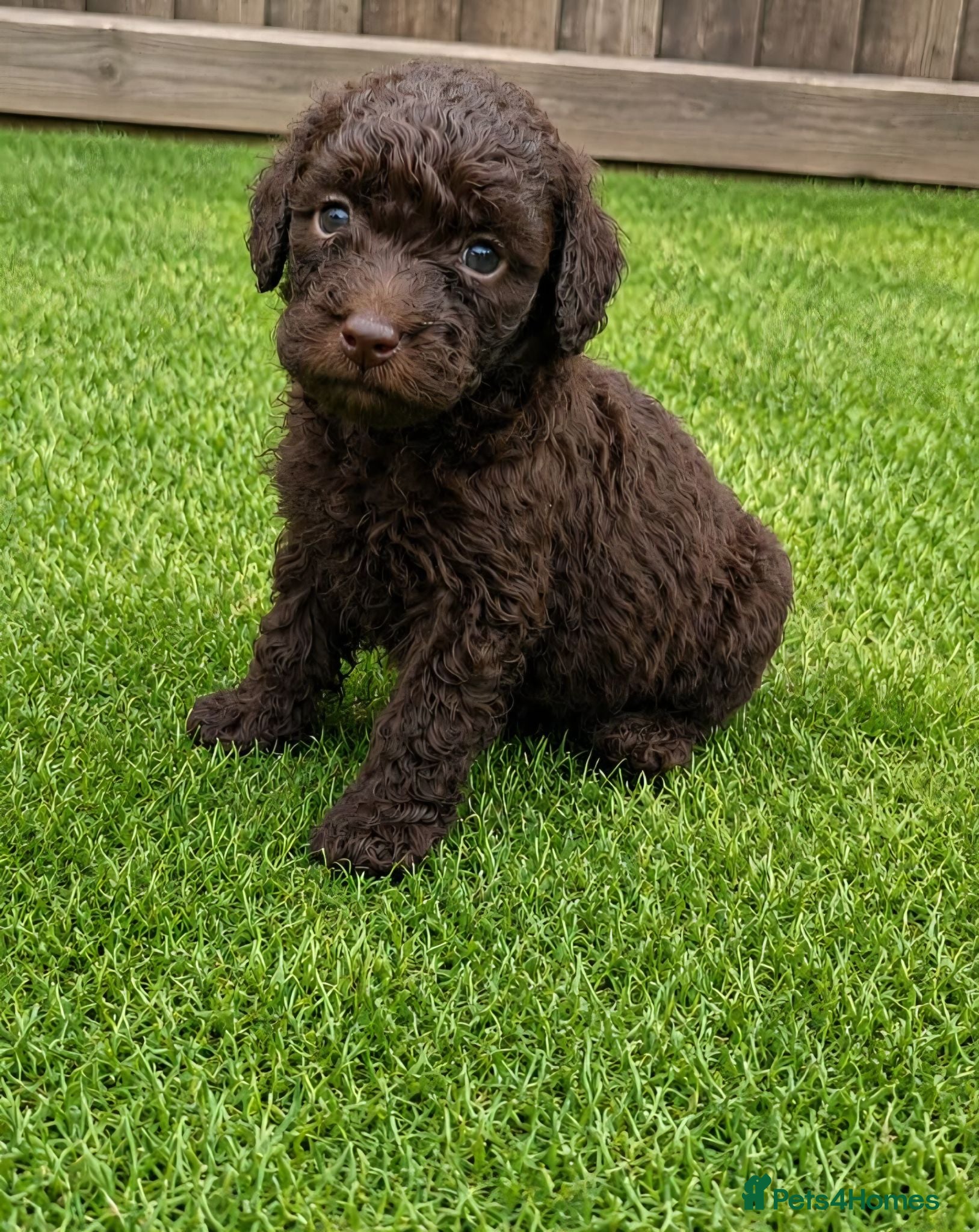 Toy Poodle dogs READY NOW Kc chocolate toy poodles  - Advert 11
