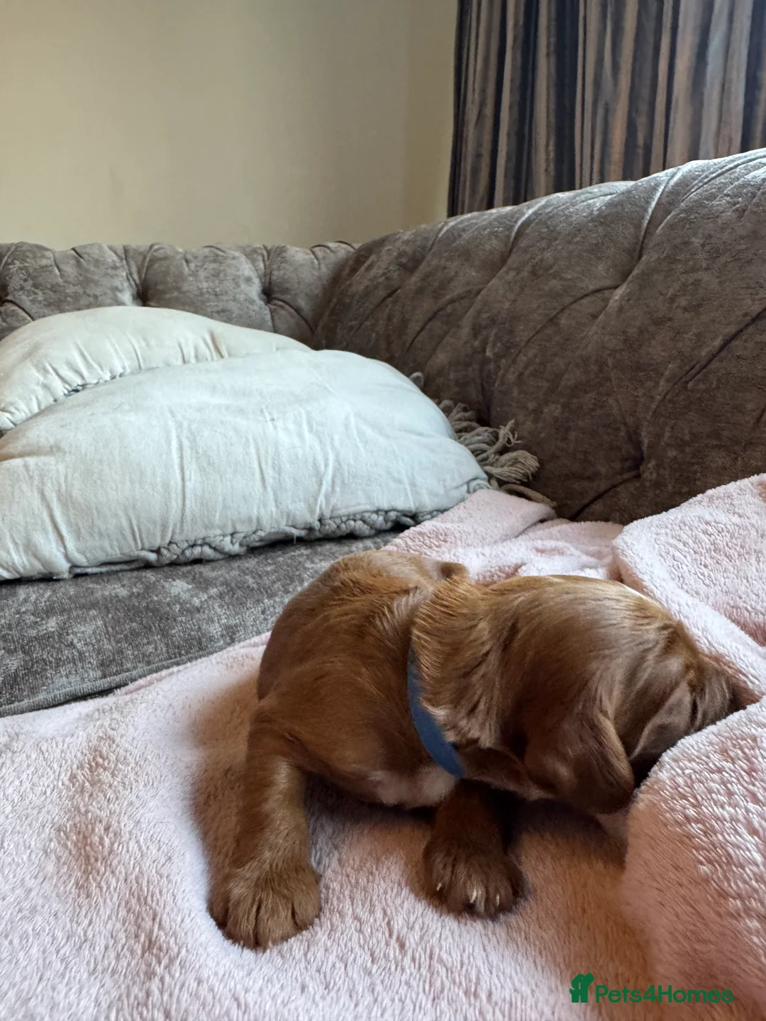 Mixed Breed dogs for sale: GORGEOUS COCKER SPANIEL & CAVAPOO PUPPIES - Advert 2