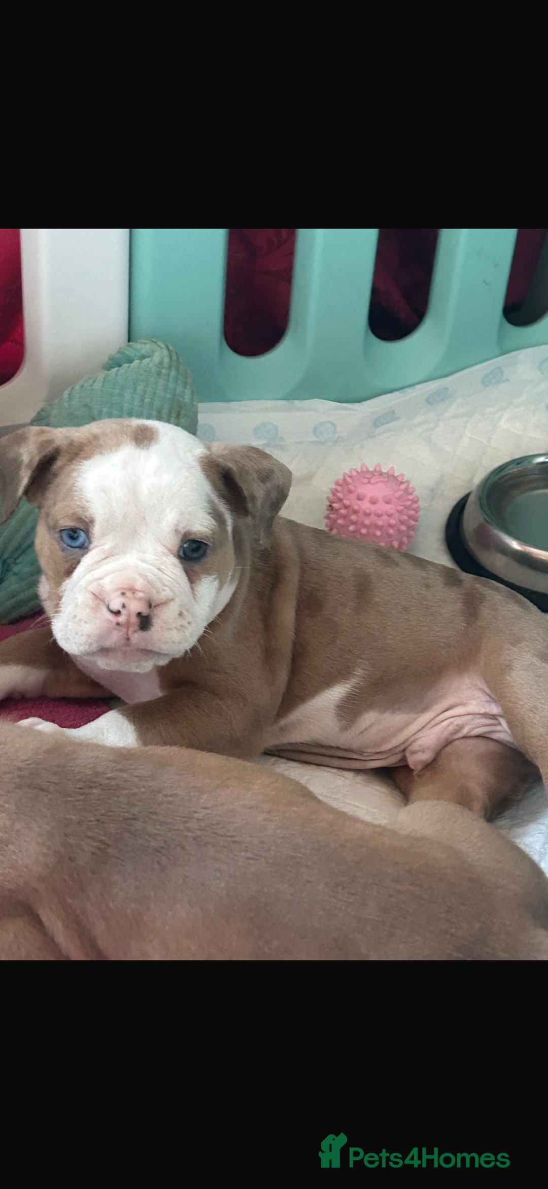 Old Tyme Bulldog dogs for sale: Old Tyme bulldog puppies - Advert 3