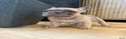 French Bulldog dogs for sale: Beautiful French Bulldog Puppies  in Forfar - Advert 5