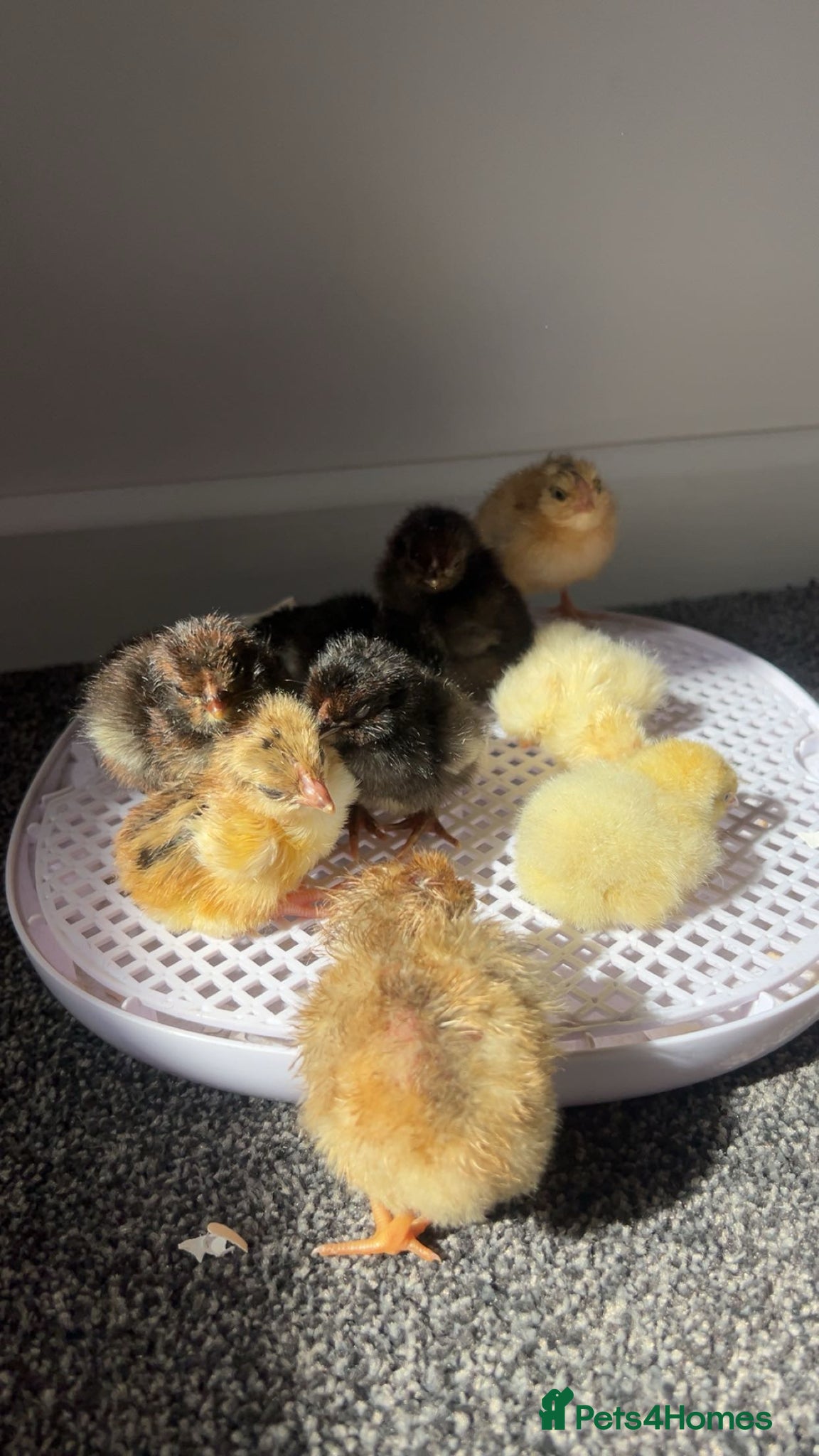 Chickens poultry for sale: Pure Breed & Mixed Poultry Eggs Available - Advert 2